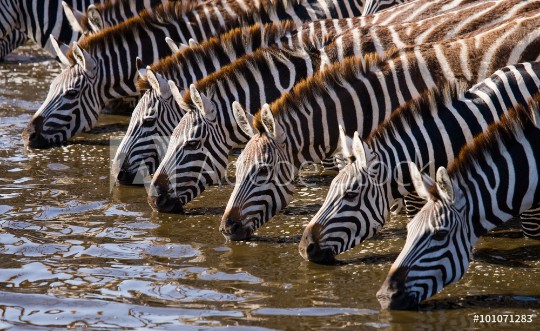 Picture of Group of zebras drinking water from the river Kenya Tanzania National Park Serengeti Maasai Mara An excellent illustration